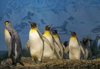 degelo Antártica penguins-imperadores