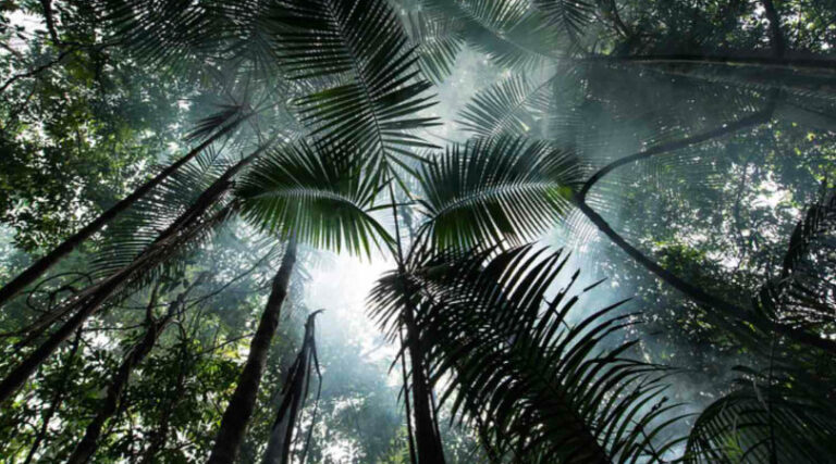 mercado de carbono Brasil