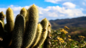 Cerrado Berço das Águas