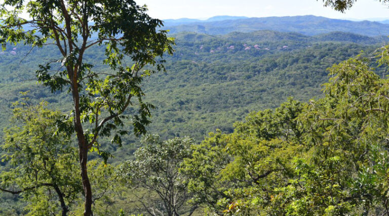 Cerrado nativo