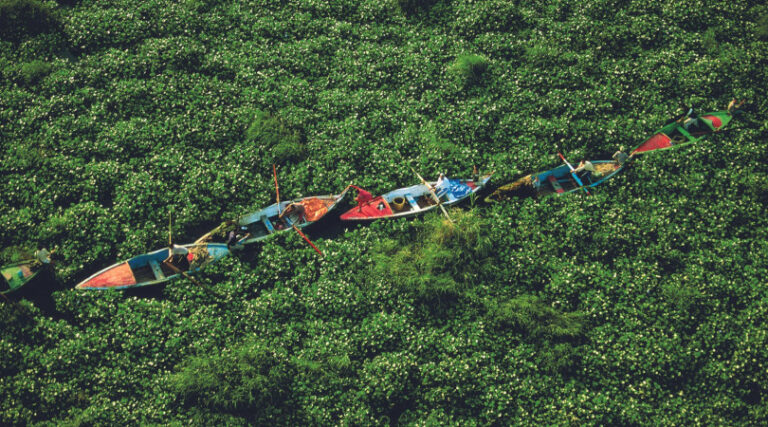 biodiversidade espécies invasoras
