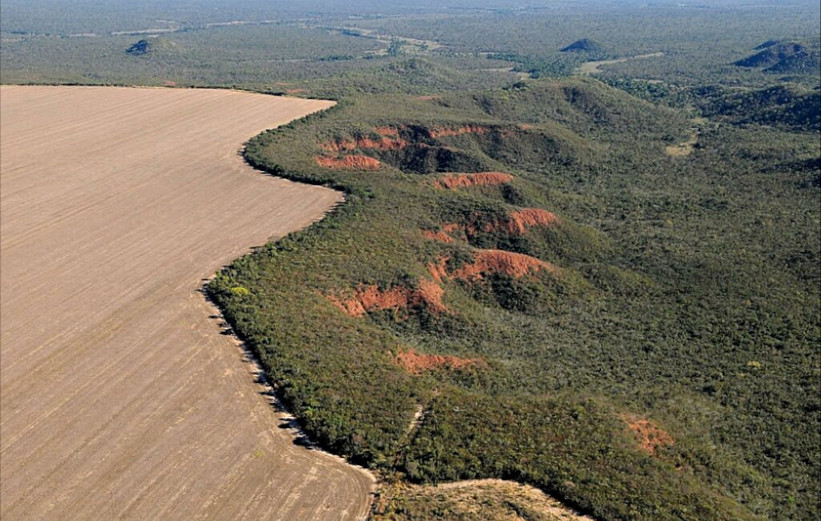 Amazônia desmatamento pastagem