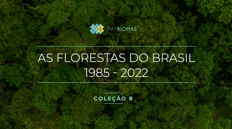 Brasil Perdeu 15 De Suas Florestas Naturais Nas últimas Quatro Décadas Aponta Mapbiomas 6214