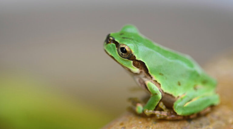 anfíbios espécies ameaçadas