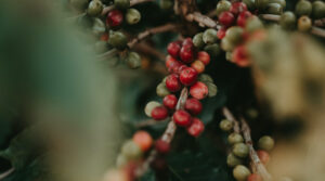 café mudança do clima