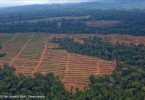 Florestas Tropicais desmatamento