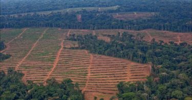 Florestas Tropicais desmatamento