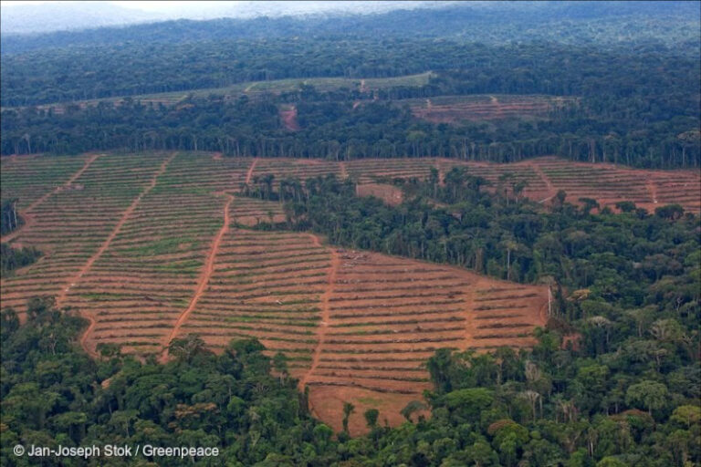 Florestas Tropicais desmatamento