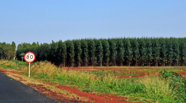 pinheiros e eucaliptos América Latina