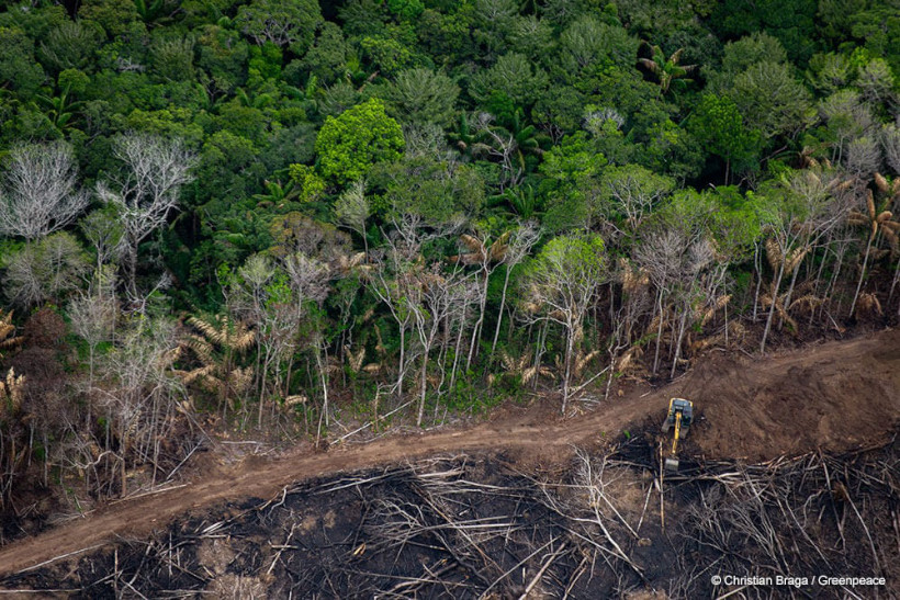 O que acontece na Amazônia, não fica - Greenpeace Brasil