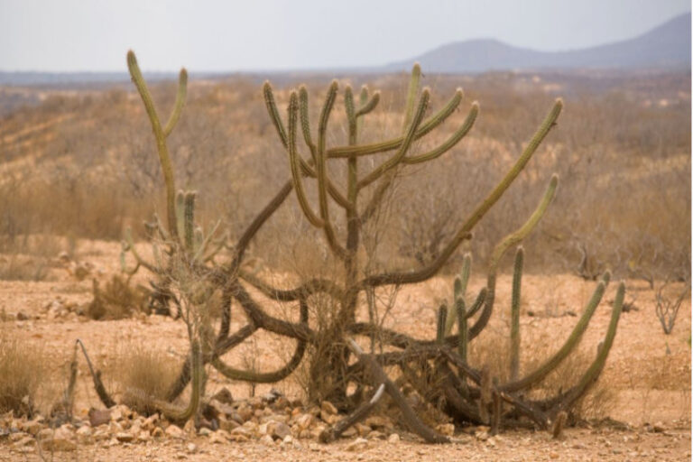Brasil áreas áridas deserto