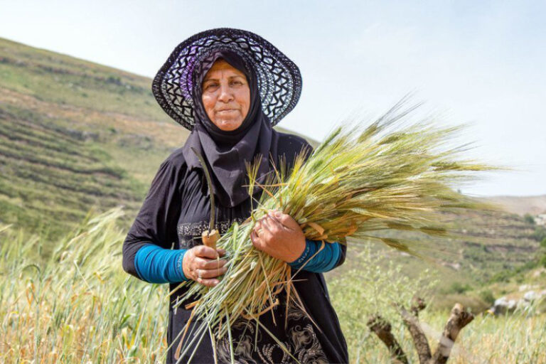 FAO custo produção alimentos