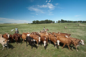 Lula COP28 recuperação pastagens