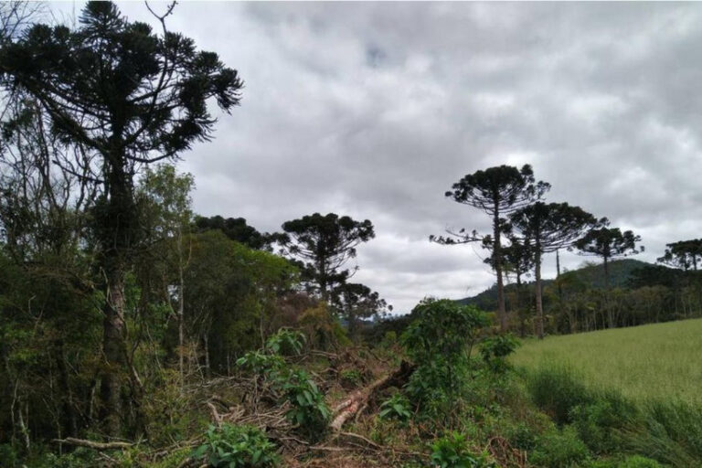 Mata Atlântica desmatamento cai