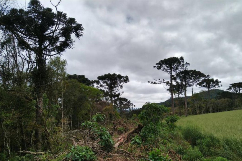 Mata Atlântica desmatamento cai