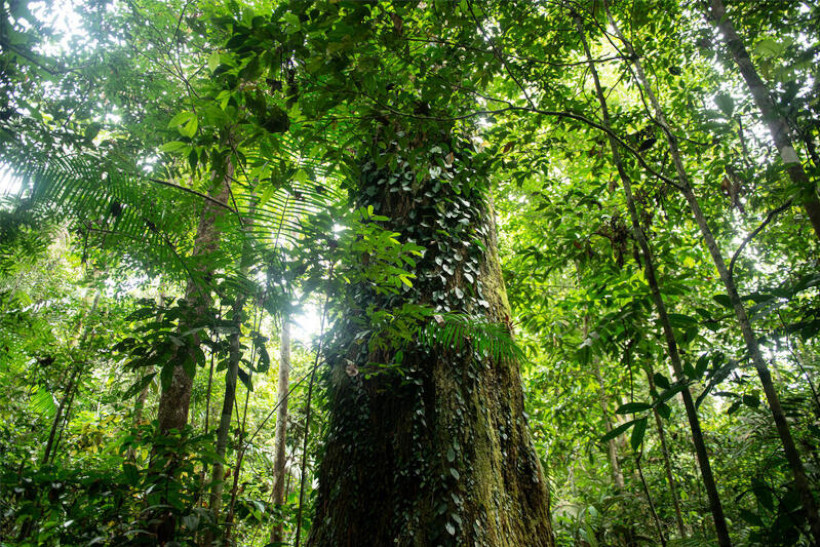 Amazônia verde