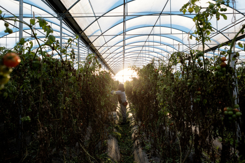 COP28 FAO segurança alimentar