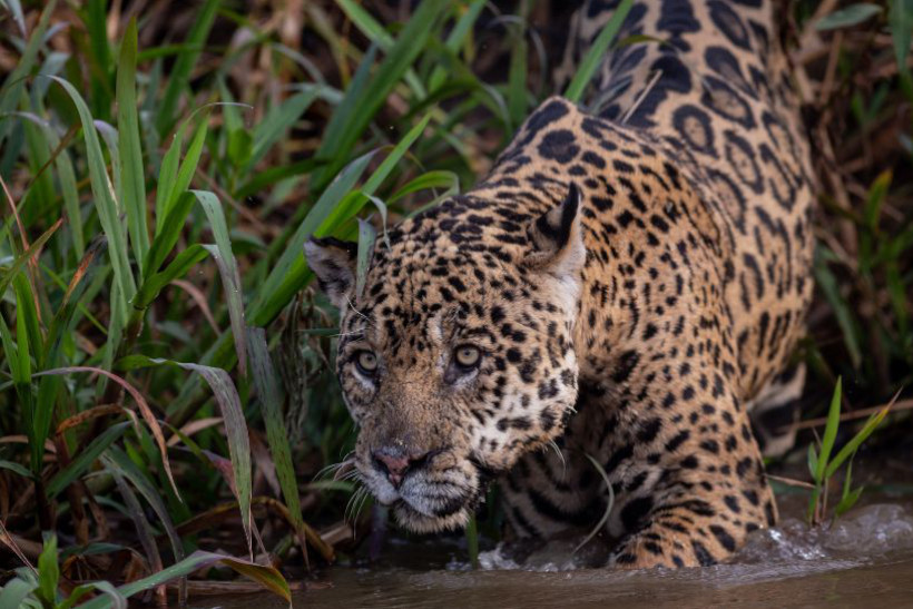 Lei do Pantanal