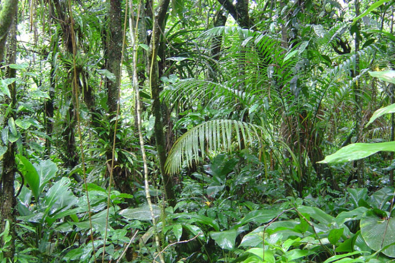 Mata Atlântica