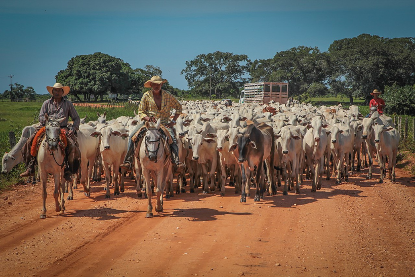 Carne desmatamento regras UE
