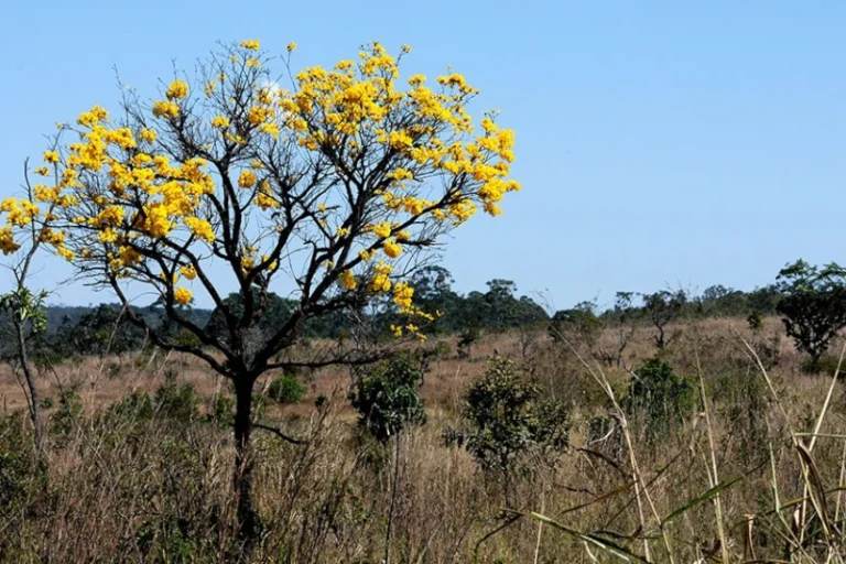 Cerrado agricultura sustentável