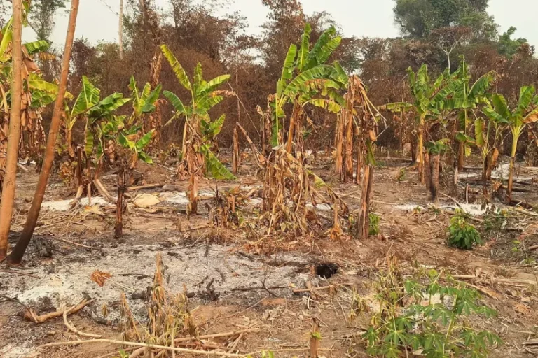 Roraima incêndios Terras Indígenas