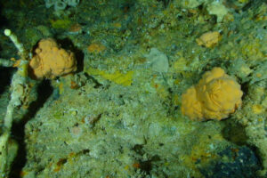 aquecimento global 2 graus