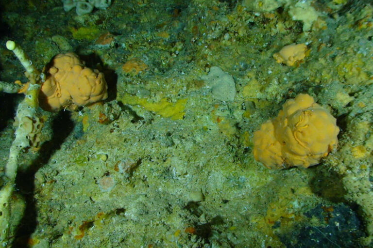 aquecimento global 2 graus