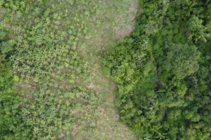recuperação áreas degradadas