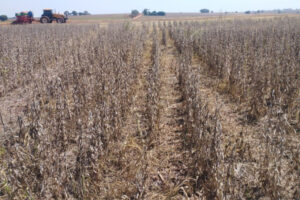 seca agricultura Brasil