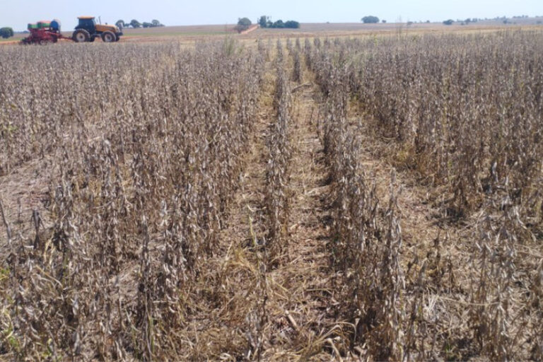 seca agricultura Brasil