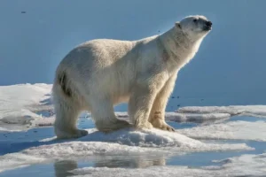 ártico-verão-sem-gelo