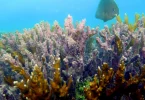 branqueamento-de-corais