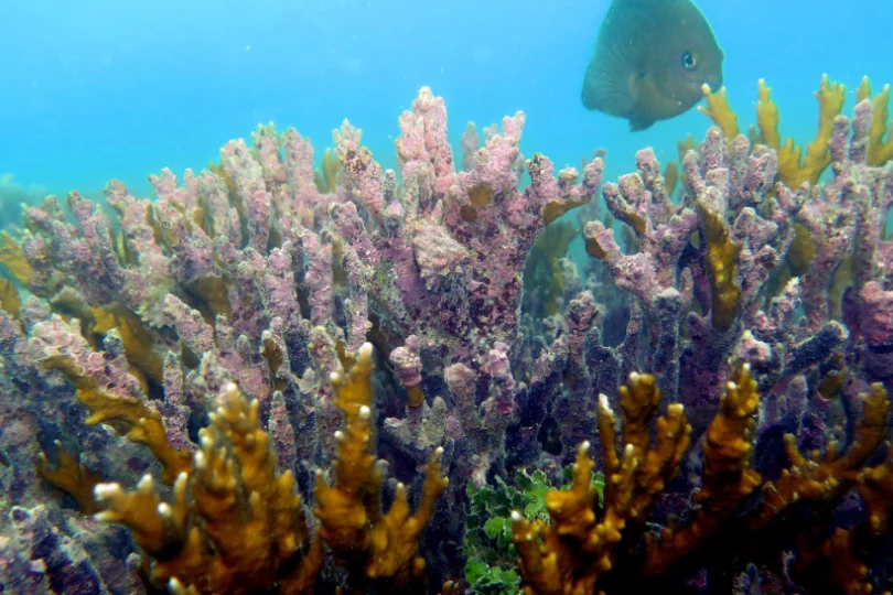 branqueamento-de-corais