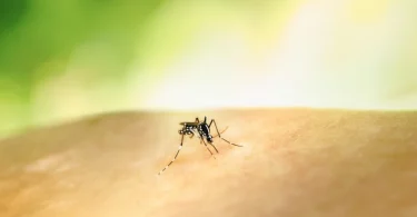 dengue e mudança do clima