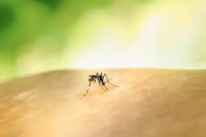 dengue e mudança do clima