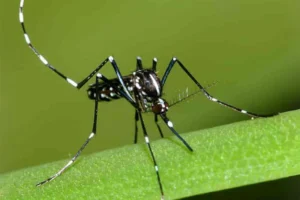 espécies-exóticas-invasoras-prejuízo