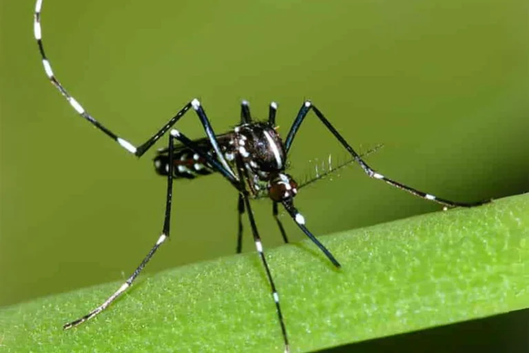 espécies-exóticas-invasoras-prejuízo