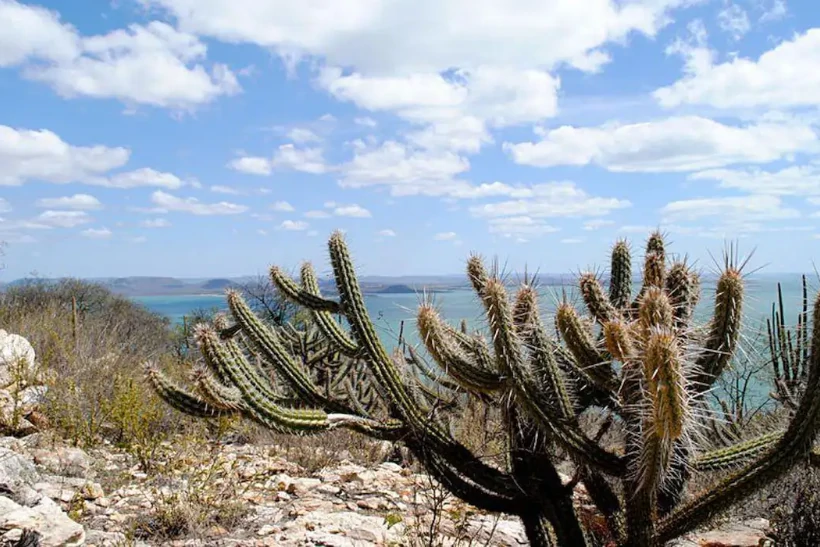 Caatinga desmatamento