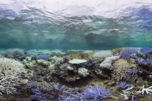 Corais 4º evento global branqueamento