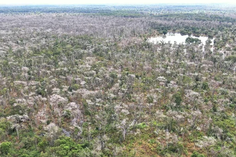MP prisão pecuarista desmate químico Pantanal
