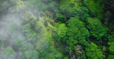 Perda florestas tropicais cai