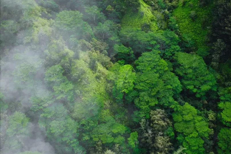 Perda florestas tropicais cai