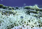 branqueamento de corais na costa brasileira