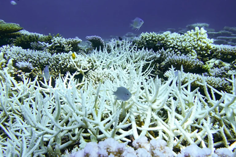 branqueamento de corais na costa brasileira