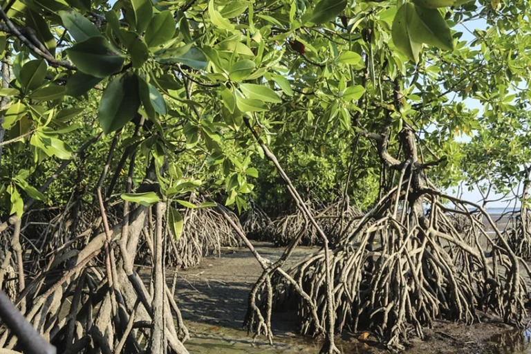 manguezais risco desaparecer