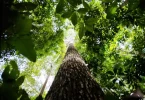 Noruega doação US$ 50 milhões Fundo Amazônia