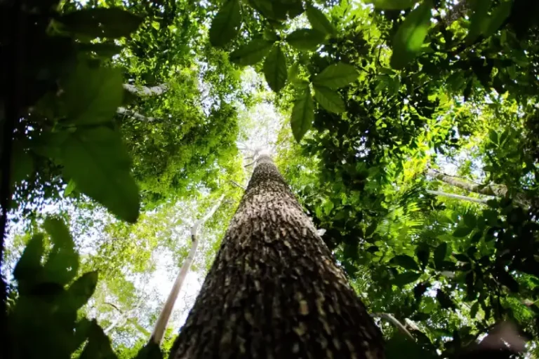 Noruega doação US$ 50 milhões Fundo Amazônia