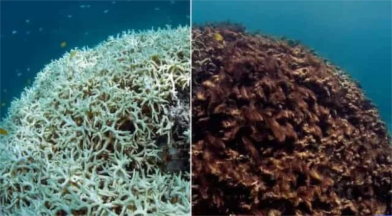 branqueamento de corais