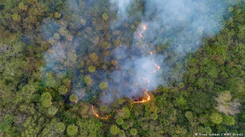 queimadas Pantanal WWF Brasil